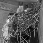 House Martins in nest