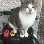 A cat on my panniers