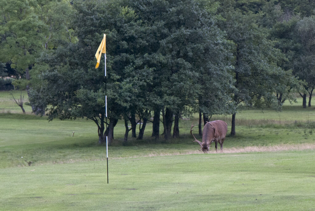 Stag on a golf course